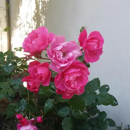 Bed & Breakfast La Cerisaie Lyon